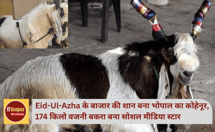 Eid-Ul-Azha के बाजार की शान बना भोपाल का कोहेनूर, 174 किलो वजनी बकरा बना सोशल मीडिया स्टार