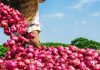 Onion Price Rise: क्या आने वाले दिनों में महंगा होगा प्याज? सरकार के फैसले के बाद बढ़ी चर्चा Onion Price Rise: क्या आने वाले दिनों में महंगा होगा प्याज? सरकार के फैसले के बाद बढ़ी चर्चा