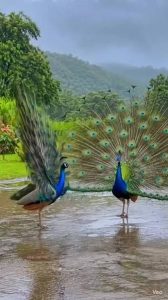 मानसून आते ही क्यों थिरकने लगता है मोर? जानिए इसके पीछे का असली कारण 1 मानसून आते ही क्यों थिरकने लगता है मोर?