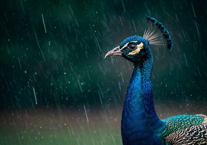 मानसून आते ही क्यों थिरकने लगता है मोर? जानिए इसके पीछे का असली कारण
