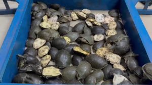 Dhanbad News: गोमो-धनबाद के बीच दून एक्सप्रेस ट्रेन में RPF की बड़ी कार्रवाई, लावारिस थैलों से निकले 120 कछुए