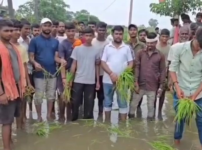 शेखपुरा में जलजमाव से परेशान ग्रामीणों ने सड़क पर रोपा धान, घंटों जाम