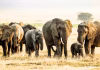 बोकारो में बनेगा Elephant Rescue Centre, घायल हाथियों के इलाज से रेस्क्यू तक होगी खास व्यवस्था बोकारो में बनेगा Elephant Rescue Centre, घायल हाथियों के इलाज से रेस्क्यू तक होगी खास व्यवस्था