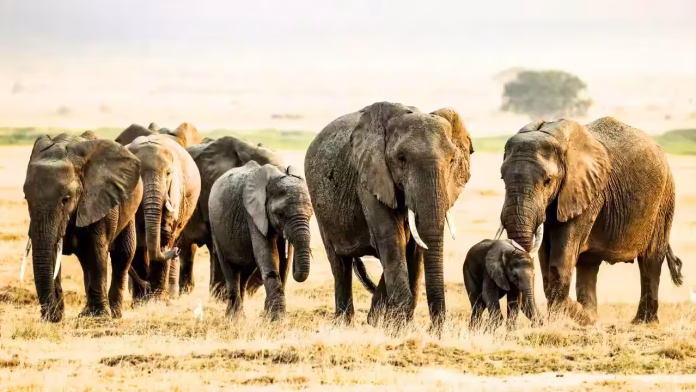 बोकारो में बनेगा Elephant Rescue Centre, घायल हाथियों के इलाज से रेस्क्यू तक होगी खास व्यवस्था