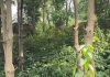 Tundi Palma Elephant Terror: टुंडी के पलमा में 39 हाथियों का आतंक, 9 घरों को नुकसान; एलिफेंट कॉरिडोर की मांग Tundi Palma Elephant Terror: टुंडी के पलमा में 39 हाथियों का आतंक, 9 घरों को नुकसान; एलिफेंट कॉरिडोर की मांग