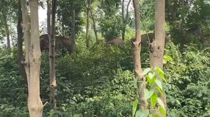 Tundi Palma Elephant Terror: टुंडी के पलमा में 39 हाथियों का आतंक, 9 घरों को नुकसान; एलिफेंट कॉरिडोर की मांग
