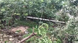 Rajganj Rain: राजगंज में अचानक भरभराकर गिरे चार बिजली पोल, तारों के गिरने से मचा हड़कंप