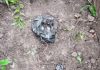 Aurangabad IED Bomb: औरंगाबाद के पचरुखिया जंगल में मिला 2.5 किलो का IED, सुरक्षाबलों ने किया नष्ट Aurangabad IED Bomb: औरंगाबाद के पचरुखिया जंगल में मिला 2.5 किलो का IED, सुरक्षाबलों ने किया नष्ट