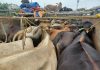Chhapra Cattle Smuggling Case: छपरा में दो पिकअप वैन से 16 गाय और 11 बछड़े बरामद, चालक समेत तीन फरार Chhapra Cattle Smuggling Case: छपरा में दो पिकअप वैन से 16 गाय और 11 बछड़े बरामद, चालक समेत तीन फरार
