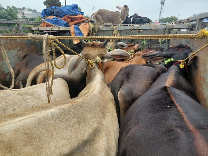 Chhapra Cattle Smuggling Case: छपरा में दो पिकअप वैन से 16 गाय और 11 बछड़े बरामद, चालक समेत तीन फरार