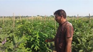 Dhanbad Agriculture Director Visit: धनबाद के भोजपुर गांव में कृषि निदेशक का औचक निरीक्षण, आधुनिक खेती देखकर हुए प्रभावित 3 Dhanbad Agriculture Director Visit 2