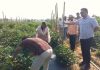 Dhanbad Agriculture Director Visit: धनबाद के भोजपुर गांव में कृषि निदेशक का औचक निरीक्षण, आधुनिक खेती देखकर हुए प्रभावित Dhanbad Agriculture Director Visit 1