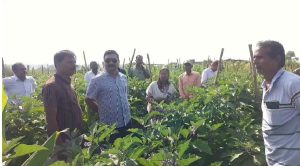 Dhanbad Agriculture Director Visit: धनबाद के भोजपुर गांव में कृषि निदेशक का औचक निरीक्षण, आधुनिक खेती देखकर हुए प्रभावित 2 Dhanbad Agriculture Director Visit