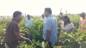 Dhanbad Agriculture Director Visit: धनबाद के भोजपुर गांव में कृषि निदेशक का औचक निरीक्षण, आधुनिक खेती देखकर हुए प्रभावित 1 Dhanbad Agriculture Director Visit 3