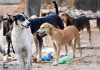 Sheohar Stray Dog Attack: शिवहर में आवारा कुत्तों का आतंक, 24 घंटे में 56 लोगों को काटा; महिलाएं और बच्चे भी घायल Sheohar Stray Dog Attack