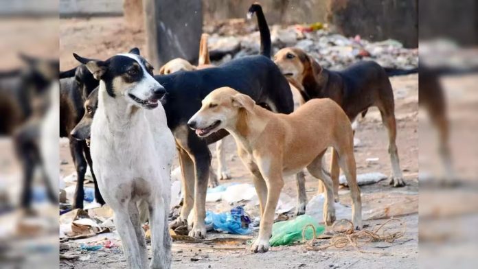 Sheohar Stray Dog Attack