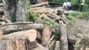 Herodih Illegal Sawmill Raid: गिरिडीह में वन विभाग का बड़ा एक्शन, अवैध आरा मिल से लकड़ी और उपकरण जब्त